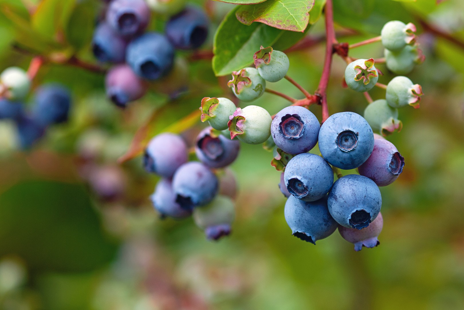 What Is a Huckleberry and What Does It Taste Like?